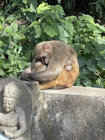 foto monkey